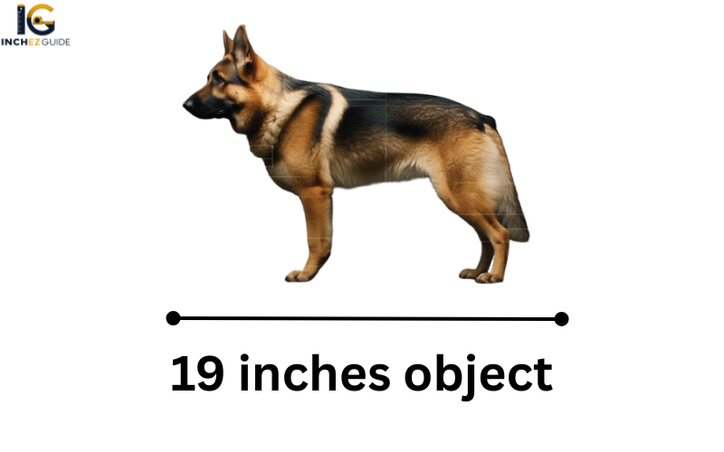 how long is 19 inches