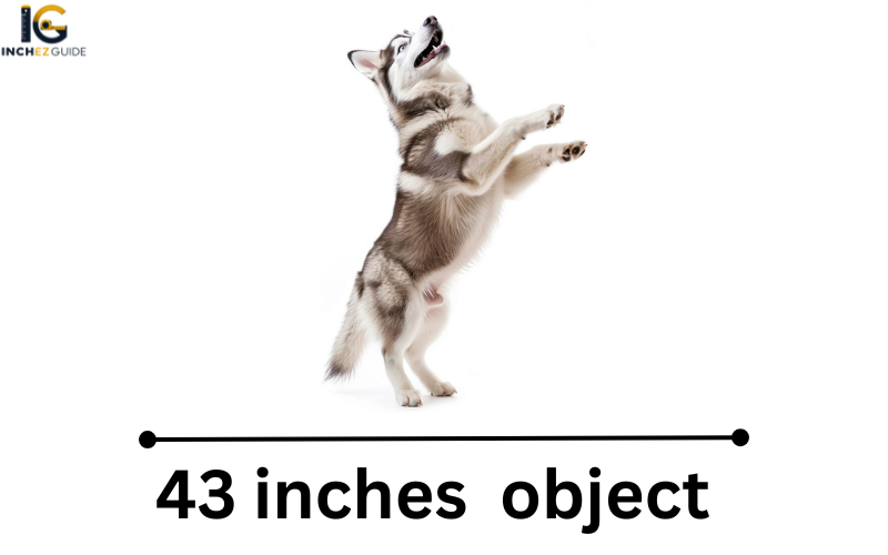 how long is 43 inches